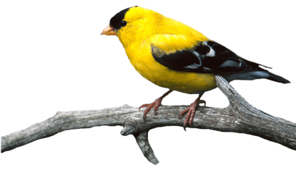 Birds Png Photo Transparent Free - Oriole Png