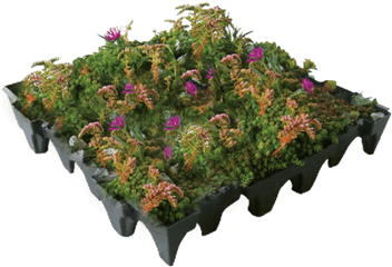 Sedum U0026 Wildflower Green Or Living Roof System From Ans Global - Sedum And Wildflower Roof Png