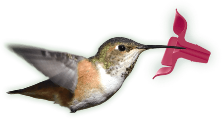 Perky - Pet Topfill Hummingbird Feeders Hummingbird Png