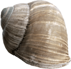 Snail Shell Png 2 Image - Snail Shell Transparent Background