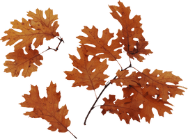 Autumn Png Leaves