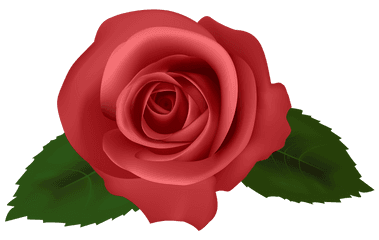 Wallpaper Roses Full Hd - Pinks Red Rose Red Clipart Png