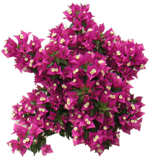 Download Free Png Bougainvillea - Pink Tree Top View Png