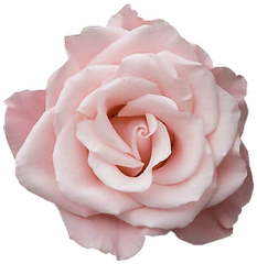 Pastel Pink Rose - Aesthetic Pink Rose Png