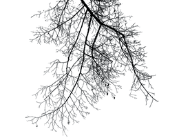 Branch Png File