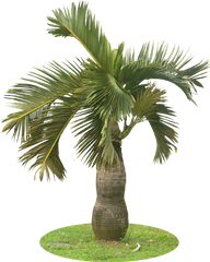 Download A Collection Of Tropical Plant Images With - Garden Palm Tree Png