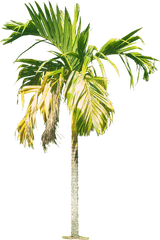 Royal Palm Tree Hd Png 43061 - Free Icons And Png Backgrounds Watercolor Palm Tree Png