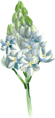 Download This Graphics Is Hand Painted Blue Flowers - Alpine Png