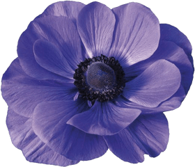 Download Anemones - Anemone Mistral Grape Png