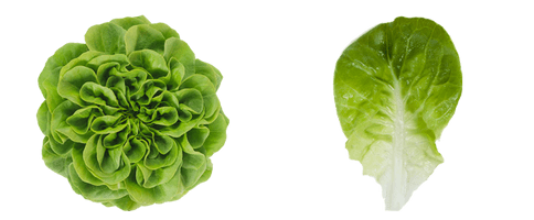 Lettuce Green Butterhead PNG Free Photo