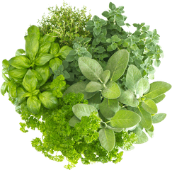 Herb Free Download Png - Health Benefits Of Brahmi