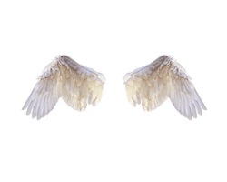 Half Wings Free Download PNG HD