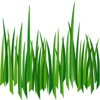 Grass Png Image Green Grass Png Picture