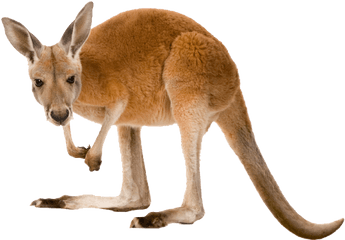 Kangaroo Png Transparent Images - Kangaroo Png