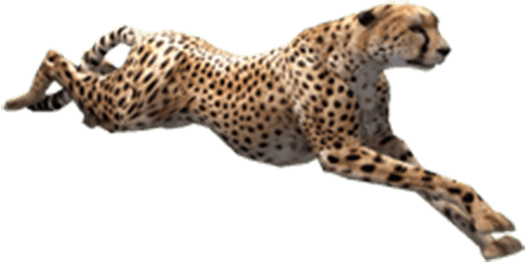 Download Cheetah Running Png - Transparent Png Png