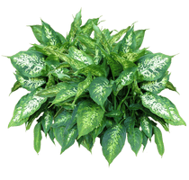 Plants Free Download Png