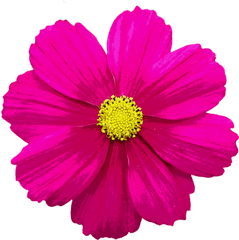 Flower Png And Vectors For Free - Flower Color Png Transparent
