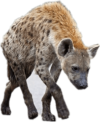 Download Report Abuse - Spotted Hyena Png