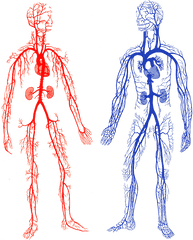 Drawing Veins Arm Transparent Png - Arteries And Veins Gif