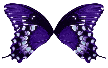 1123 X 711 16 - Butterfly Wings Transparent Background Png