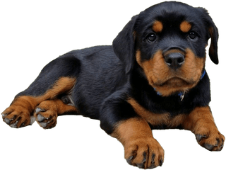 Rottweiler Puppy Png Image - Rottweiler Puppy Transparent Background