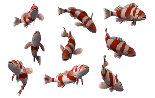 Fish Png 10