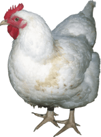 Chicken Png Image