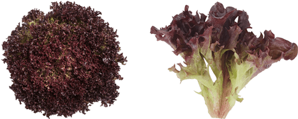 Lettuce U2013 East Fork Creek Urban Farming - Salad Crispy Red Lettuce Fresharvest Png