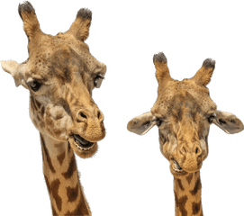 Transparent Colors In Gif - Male And Female Giraffe Difference Png