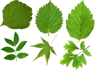 Green Leaf Png Maple