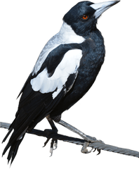 Download Magpie Bird Png Image For Free Birds Transparent Background