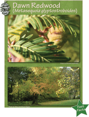 Redwood Forest - Temperate Broadleaf And Mixed Forest Png