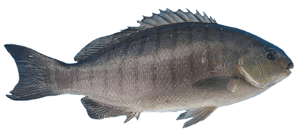 Fish Png Image