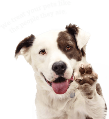 Dog Walking - Dog Happy Png Hd