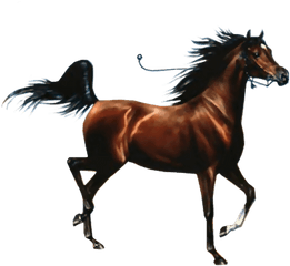 Caballo Png 2 Image - Love Horses