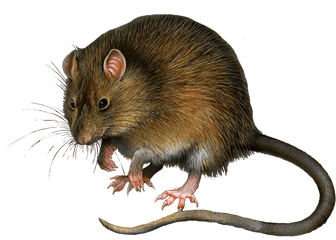 Download Mouse Rat Png Image Hq - Rat In Green Screen