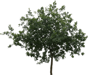 Small Shapely Cut Out Tree Png Cutout