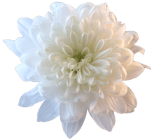 Chrysanthemum File - Free PNG