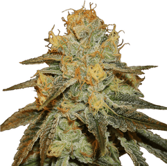 Bruce Banner Auto Fem Hd Png Download - Bruce Banner Strain Info