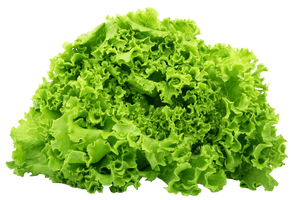 Green Organic Lettuce Free Transparent Image HD - Free PNG