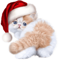 Photos Christmas Kitten Download HD - Free PNG