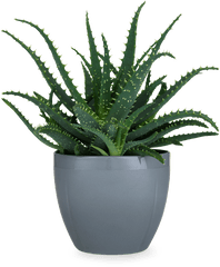 Flower Pot Png Picture - Transparent Background Pot Plants Png