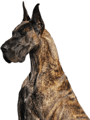 Great Dane - Great Dane Png