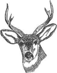 Deer Head Png Svg Clip Art For Web - Small Deer Head