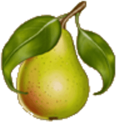 Pears - Asian Pear Png