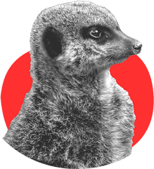 Download Meerkat Brown Png Image With - Meerkat