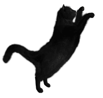 Black Cat Png Image