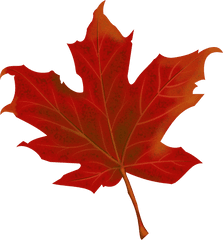 Autumn Leaves Fall Png Image - Maple Leaf Png Transparent