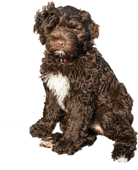 Pwd Foundation Inc - Brown Portuguese Water Dog Png