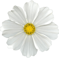 White Flower Png - White Flower Png No Background